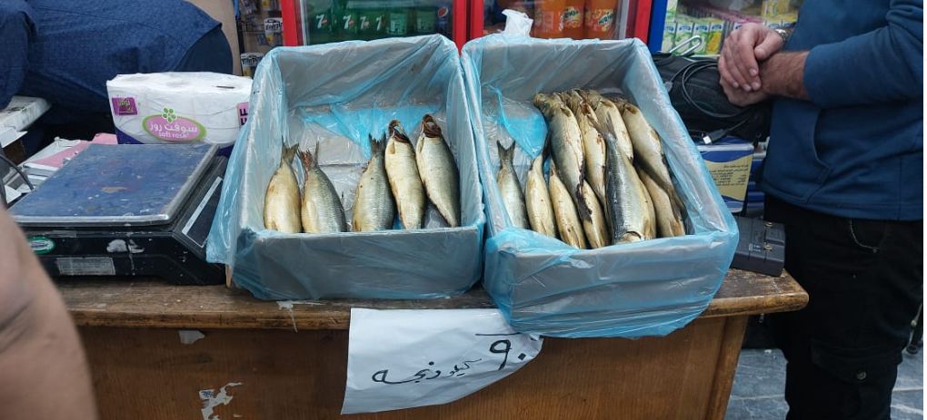 طرح رنجة فاخرة بمنافذ المجمعات الاستهلاكية بسعر 90 جنيها للكيلو | مصر الآن